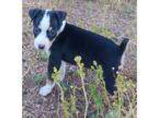 Rat Terrier Puppy for sale in Divide, CO, USA