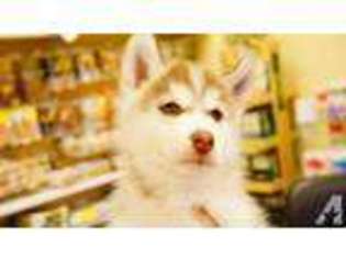 Siberian Husky Puppy for sale in AUBURN, WA, USA