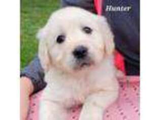 Mutt Puppy for sale in Plain City, OH, USA