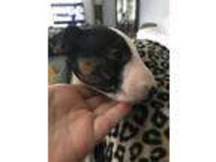 Bull Terrier Puppy for sale in Mansfield, OH, USA