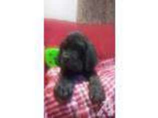Neapolitan Mastiff Puppy for sale in CAMDEN, NJ, USA
