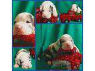 Great Dane Puppy for sale in Mason City, IA, USA