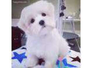Maltese Puppy for sale in Luther, MI, USA
