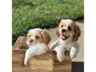 Cocker Spaniel Puppy for sale in Antelope, CA, USA