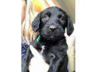 Labradoodle Puppy for sale in Elk Grove, CA, USA