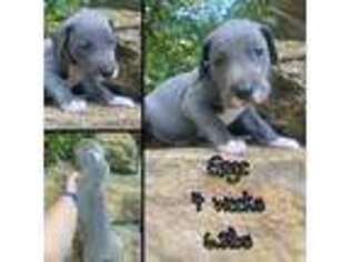 Great Dane Puppy for sale in Oskaloosa, KS, USA