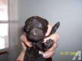 Mutt Puppy for sale in BEROUN, MN, USA