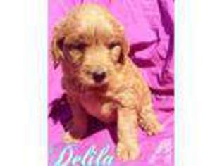 Goldendoodle Puppy for sale in MIDDLEFIELD, CT, USA
