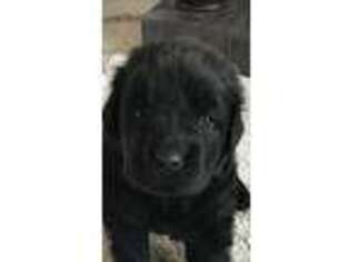 Newfoundland Puppy for sale in Jacksboro, TN, USA