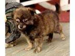 Pomeranian Puppy for sale in Texarkana, TX, USA