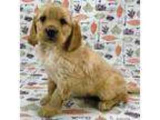 Mutt Puppy for sale in Ipswich, SD, USA