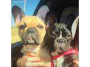 French Bulldog Puppy for sale in Pleasant View, CO, USA