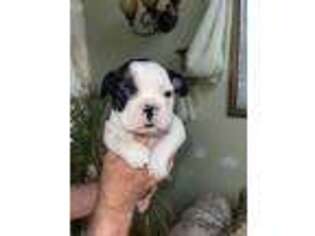 French Bulldog Puppy for sale in Chicopee, MA, USA