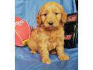 Goldendoodle Puppy for sale in Rolla, MO, USA