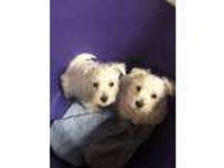 West Highland White Terrier Puppy for sale in Brighton, IL, USA