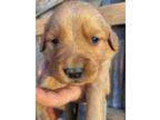 Golden Retriever Puppy for sale in Lebanon, MO, USA