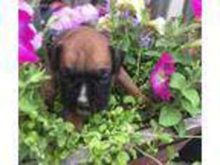 Boxer Puppy for sale in Healy, AK, USA