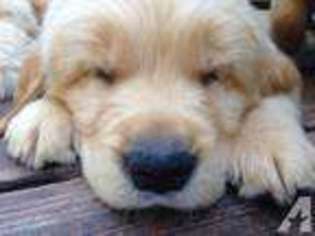 Golden Retriever Puppy for sale in SAN CARLOS, CA, USA
