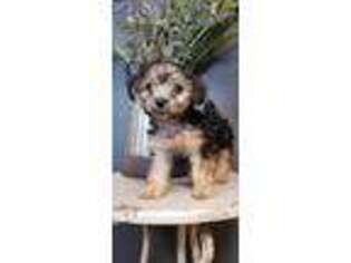 Yorkshire Terrier Puppy for sale in Pueblo, CO, USA