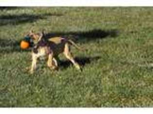 Mastiff Puppy for sale in Bloomington, IN, USA