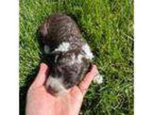 Portuguese Water Dog Puppy for sale in Victor, ID, USA