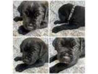 Cane Corso Puppy for sale in Grand Rapids, MI, USA