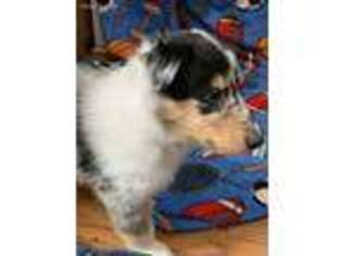 Collie Puppy for sale in Escanaba, MI, USA