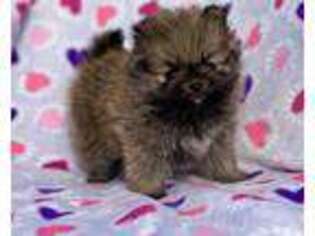 Pomeranian Puppy for sale in Lancaster, CA, USA