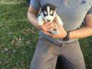 Siberian Husky Puppy for sale in Huntsville, AR, USA