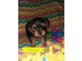 Yorkshire Terrier Puppy for sale in Bethel, OH, USA
