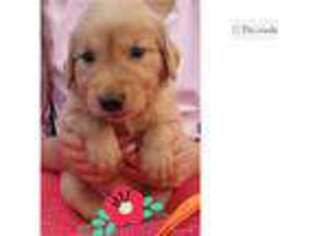 Golden Retriever Puppy for sale in San Angelo, TX, USA