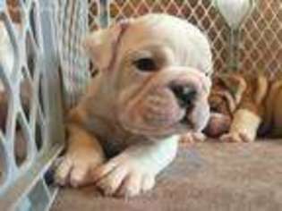 Bulldog Puppy for sale in Sullivan, MO, USA
