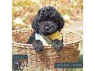 Labradoodle Puppy for sale in Sioux Center, IA, USA