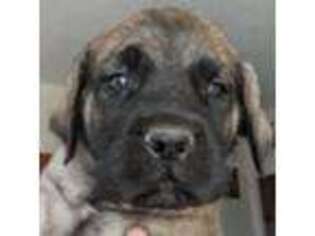 Mastiff Puppy for sale in Maricopa, AZ, USA