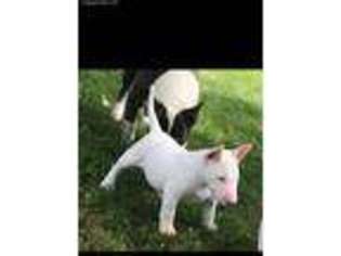 Bull Terrier Puppy for sale in Streamwood, IL, USA