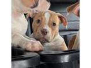 American Bulldog Puppy for sale in Brookfield, MO, USA