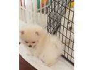 Pomeranian Puppy for sale in Calhoun, GA, USA