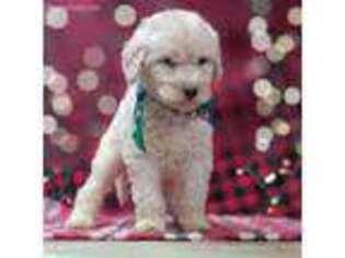 Goldendoodle Puppy for sale in Elizabethtown, NC, USA
