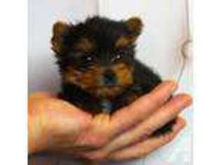 Yorkshire Terrier Puppy for sale in ARLINGTON, VA, USA