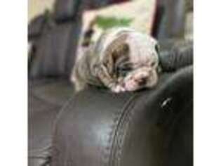 Bulldog Puppy for sale in Hightstown, NJ, USA