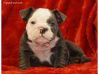 Bulldog Puppy for sale in Cleburne, TX, USA