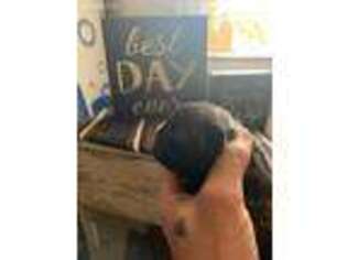 French Bulldog Puppy for sale in Longview, WA, USA