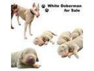 Doberman Pinscher Puppy for sale in Plano, TX, USA
