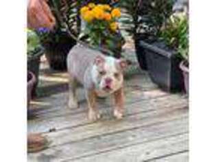 Bulldog Puppy for sale in Wedowee, AL, USA