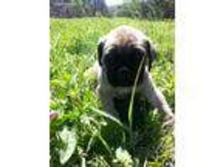 Mastiff Puppy for sale in Chattanooga, TN, USA