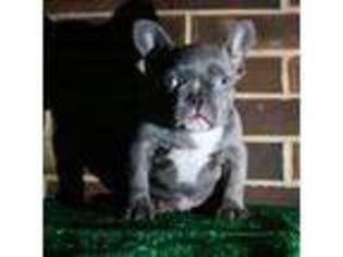 French Bulldog Puppy for sale in Manvel, TX, USA