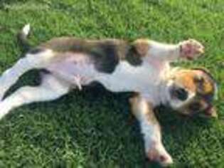 Beagle Puppy for sale in Clearwater, FL, USA