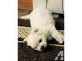 Maltese Puppy for sale in HAMPTON, CT, USA