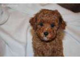 Mutt Puppy for sale in Chaffee, MO, USA