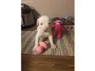 American Bulldog Puppy for sale in Blue Springs, MO, USA